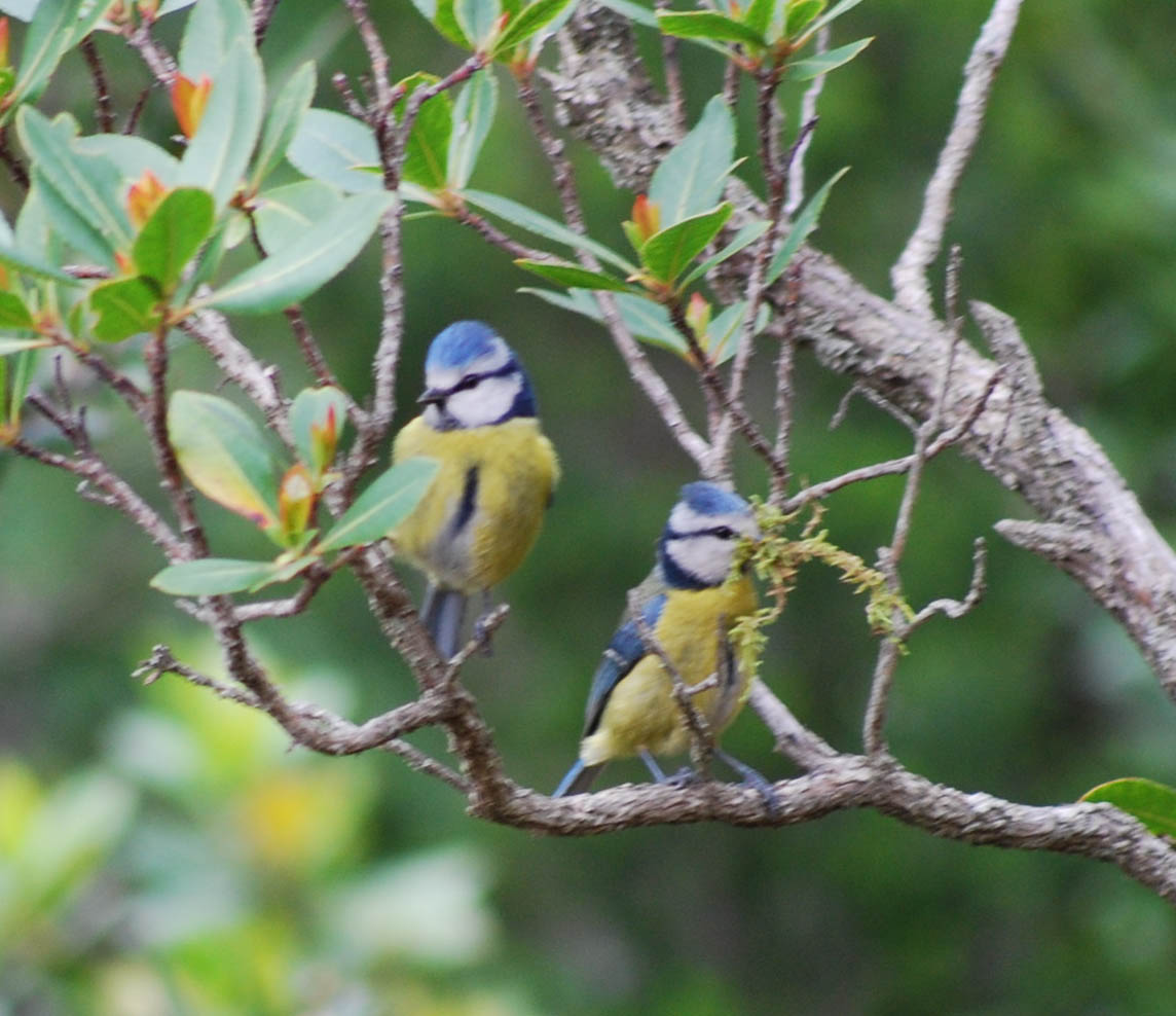 Avifauna humor